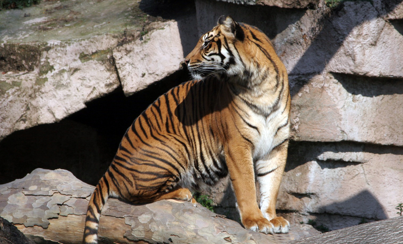 Tigre de Sumatra | Zoo Barcelona